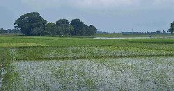 দ্রুত জলবায়ু পরিবর্তনের ধাক্কায় কৃষি বিপর্যয়ে সাতক্ষীরা