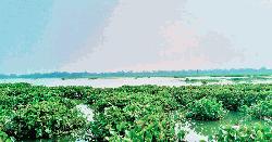 দেশীয় মাছের অস্তিত্ব সংকটে ঐতিহ্যবাহী চারান বিল