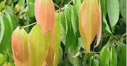 ২১ দেশে যাচ্ছে কাউনিয়ার তেজপাতা
