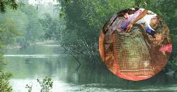 সুন্দরবনে কুমিরের আক্রমণে জেলে নিহত