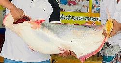 পদ্মার এক পাঙ্গাসের দাম ৩৫ হাজার