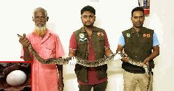 দেবীগঞ্জে বিরল প্রজাতির অজগর ও ডিম উদ্ধার