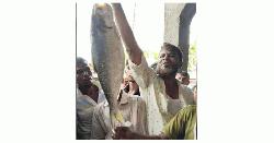 এক ইলিশ ১০ হাজার টাকায় বিক্রি