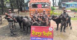 পোরশা সীমান্তে মালিকবিহীন ভারতীয় মহিষ আটক
