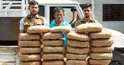 নরসিংদীতে ৪৫ কেজি গাঁজা উদ্ধার, গ্রেফতার ১  