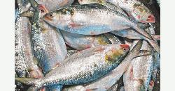 মা ইলিশ রক্ষা অভিযান: জাল ও ইলিশ মাছ জব্দ