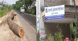 উন্নয়নের নামে সবুজ হত্যাযজ্ঞ, রাজশাহীতে ২,৩২৩ গাছ বিপন্ন
