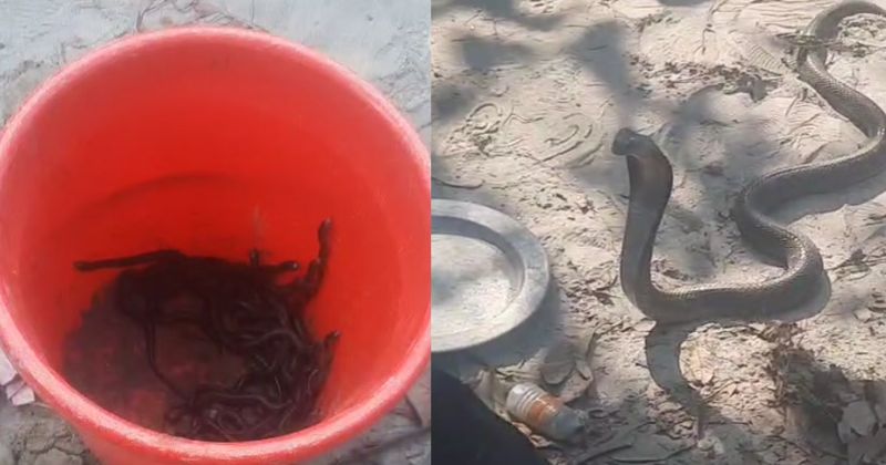 গজারিয়ায় গৃহস্হবাড়ি থেকে ২ সাপ, ২৩ বাচ্চা ও সাপের অসংখ্য ডিম উদ্ধার