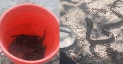 গজারিয়ায় গৃহস্হবাড়ি থেকে ২ সাপ, ২৩ বাচ্চা ও সাপের অসংখ্য ডিম উদ্ধার