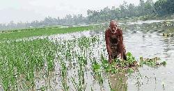উলিপুরে পানিতে নিমজ্জিত ৫০ হেক্টর ফসলি জমি, স্বপ্নভঙ্গ কৃষকের