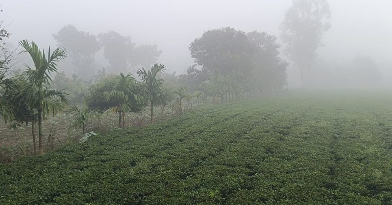 কুয়াশার চাদরে মোড়া তেঁতুলিয়া