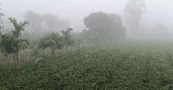 কুয়াশার চাদরে মোড়া তেঁতুলিয়া