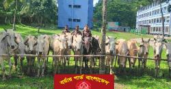 নাইক্ষ্যংছড়িতে বিজিবির অভিযানে ১৫টি বার্মিজ গরু জব্দ