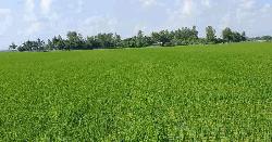 উপকূলীয় অঞ্চলে ঘের নাকি ধান? টেকসই সমাধান কোনটি?