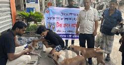 চাঁদপুর পৌরসভায় পথকুকুরকে দেয়া হচ্ছে জলাতঙ্ক টিকা