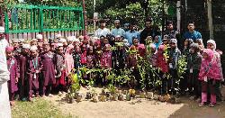 মীরসরাইয়ে স্বপ্নতরী-৭১ এর বৃক্ষরোপণ কর্মসূচি সম্পন্ন