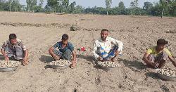 লাভের আশায় আগাম আলু চাষে ব্যস্ত কিশোরগঞ্জের কৃষক