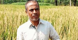 পাঁচবিবিতে পূর্ব শত্রুতার জেরে কৃষকের ধান নষ্টের অভিযোগ