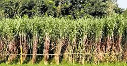 ধুনটে আধুনিক পদ্ধতিতে আখ চাষে সফলতা