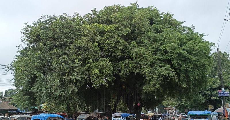 তেঁতুলিয়া চৌরাস্তা বাজারে দাঁড়িয়ে থাকা শতবর্ষী তেঁতুলগাছ