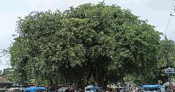 ঐতিহ্যের ধারক শতবর্ষী তেঁতুলগাছ  