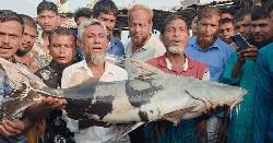 ভোলার মেঘনায় ধরা পড়লো ২১ কেজি ওজনের নিষিদ্ধ বাঘাইর মাছ 