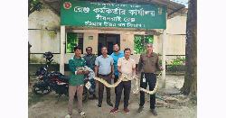 মীরসরাইয়ে পাহাড় থেকে নেমে আসা অজগর উদ্ধার 