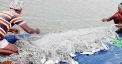 সাগর-নদীতে জাটকা ইলিশ ধরায় ৮ মাসের নিষেধাজ্ঞা শুরু