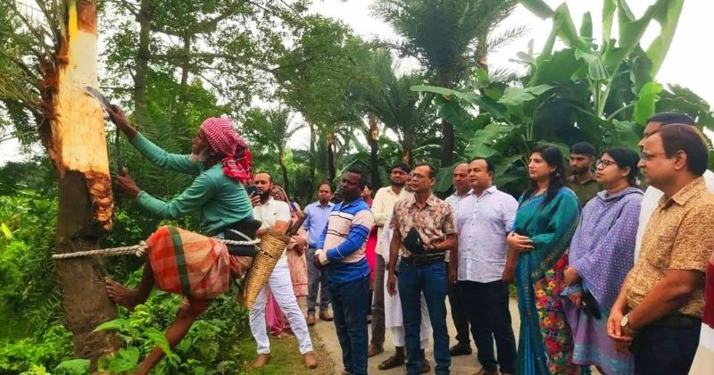 চৌগাছায় জিআই পণ্য খেজুরগুড় সংগ্রহে গাছ কাটার উদ্বোধন