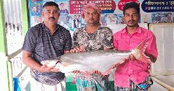 ৬৭ হাজার টাকায় বিক্রয় পদ্মার একটি পাঙাশ  