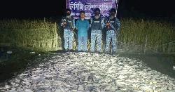হাতিয়ায় অবৈধ জাটকা পাচার রুখে দিল কোস্ট গার্ড