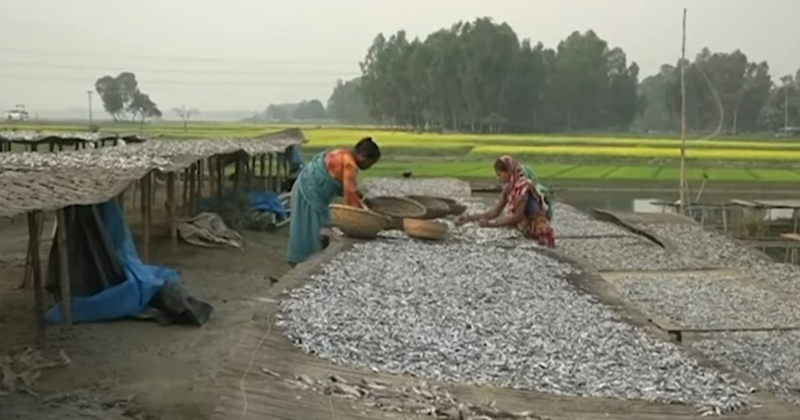 বিদেশে চলনবিলের শুটকি