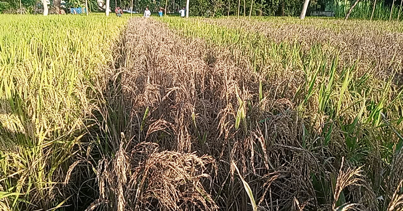 কৃষকের ধান ক্ষেত পুড়িয়ে দেওয়ার অভিযোগ