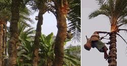 খেজুর গাছ যে কারণে শুধু শীতকালেই রস দেয়