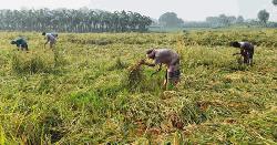 রাজশাহীতে অতিবৃষ্টিতে ১০ কোটি টাকার ফসল নষ্ট, ক্ষতিগ্রস্ত ৪ হাজার কৃষক