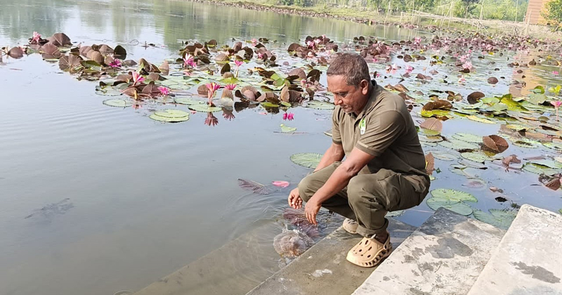 সুন্দরবনের বিভিন্ন পর্যটন কেন্দ্রের পুকুরে ২৩টি কচ্ছপ অবমুক্ত