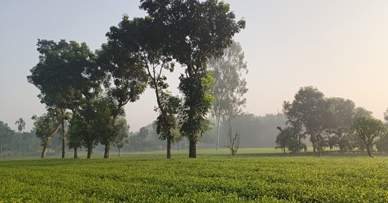 তেঁতুলিয়ায় ১৪ ডিগ্রিতে তাপমাত্রা হিমবাতাসে শীতের পরশ