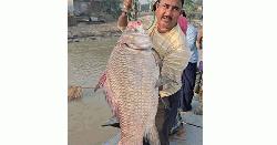 পদ্মার এক কাতলারই দাম উঠল ৫৩ হাজার টাকা