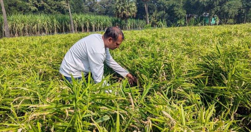 ভালুকায় বস্তায় আদা চাষে বাড়ছে আগ্রহ, কম খরচে অধিক লাভ