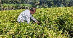 ভালুকায় বস্তায় আদা চাষে বাড়ছে আগ্রহ, কম খরচে অধিক লাভ