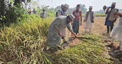 ভোট প্রার্থনার সময় কৃষকের ধান কেটে দিলেন মুফতি আমির হামজা