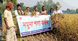 ব্রি–১১০ ধান চাষে সফল নাগরপুরের তরুণ কৃষক রিপন