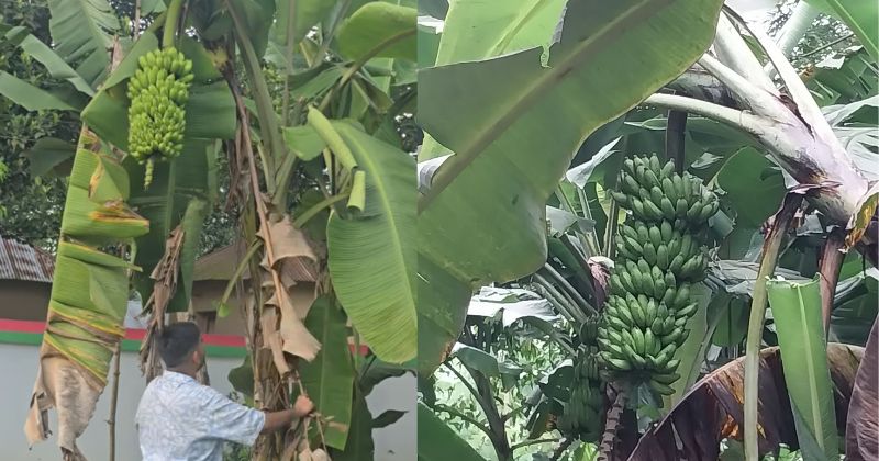 আখাউড়ায় কলা চাষে লাভবান হচ্ছেন কৃষকরা