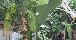 আখাউড়ায় কলা চাষে লাভবান হচ্ছেন কৃষকরা