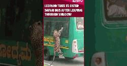 ভারতে পর্যটকদের বাসে চিতাবাঘের হামলায় আহত ১, ভিডিও ভাইরাল