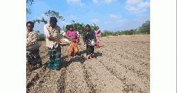 আগাম জাতের আলু চাষে ব্যস্ত চাষিরা