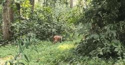 ভালুকায় খাদ্য সংকটে বনের কয়েক হাজার বানর