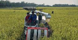 আখাউড়ায় মেশিনে ধান কাটায় লাভবান কৃষক