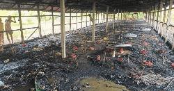 মীরসরাইয়ে আগুন পুড়ে অঙ্গার ২৫শ মুরগির বাচ্চা