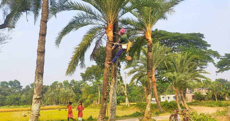 সদর উপজেলার পতেঙ্গালী গ্রামের মাঠে খেজুর গাছ কাটছেন গাছি টিপু সুলতান।